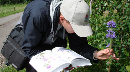 En man med keps står böjd över en bok och tittar samtidigt på en blomma (Skogsklocka).