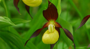 Närbild på en guckuskon, en orkidé som växer vilt i Sverige.