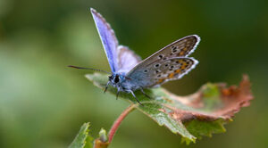 Närbild på en fjäril (ljungblåvinge) som sitter på ett löv med vingarna uppfällda.