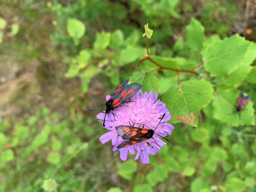 Två mindre bastardsvärmare sitter på en blomma.