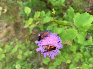 Två mindre bastardsvärmare sitter på en blomma. 