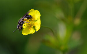 Vildbi på blomma av blodrot